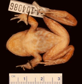 Media type: image;   Herpetology A-104086